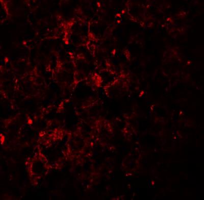 Immunocytochemistry/Immunofluorescence: VPS39 Antibody [NBP1-76535] - Mouse liver tissue.