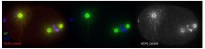 Immunocytochemistry/Immunofluorescence: hcp-3 Antibody [29540002] - This image is specific to animal number Q0806 Dilution 1:500