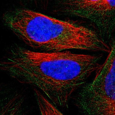 Immunocytochemistry/Immunofluorescence: PDLIM4 Antibody [NBP1-80833] - Immunofluorescent staining of human cell line U-2 OS shows localization to actin filaments.