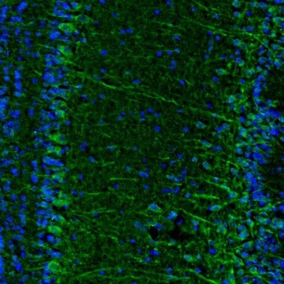 Immunocytochemistry/Immunofluorescence: Njmu-R1 Antibody [NBP1-82563] - Staining of mouse olfactory bulb shows positivity in dendrites and cell bodies of mitral cells.