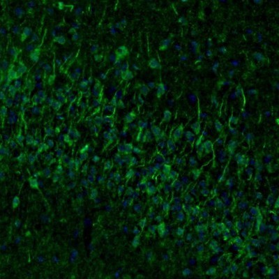 Immunocytochemistry/Immunofluorescence: Njmu-R1 Antibody [NBP1-82563] - Staining of mouse piriform cortex shows staining in  neuronal cell bodies and dendrites.