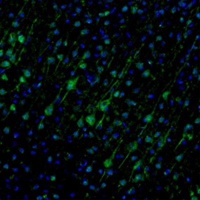Immunocytochemistry/Immunofluorescence: Njmu-R1 Antibody [NBP1-82563] - Staining of mouse somatosensory cortex shows immunoreactivity in cell bodies and dendrites of pyramidal neurons.