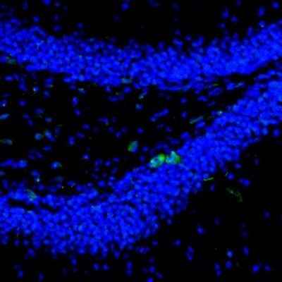 Immunocytochemistry/Immunofluorescence: Njmu-R1 Antibody [NBP1-82563] - Staining of mouse dentate gyrus shows staining in a subset of neurons in granular layer.