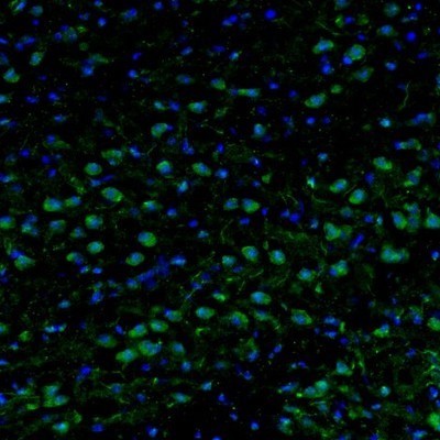 Immunocytochemistry/Immunofluorescence: Njmu-R1 Antibody [NBP1-82563] - Staining of mouse medulla shows neuronal staining in the inferior olivary nucleus.