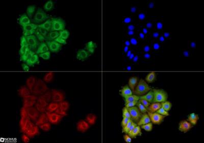 Immunocytochemistry/Immunofluorescence: AG-2 Antibody [NBP1-05936] - AGR2 antibody was tested in MCF7 cells with DyLight 488 (green). Nuclei and alpha-tubulin were counterstained with DAPI (blue) and Dylight 550 (red).