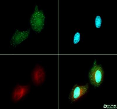 Immunocytochemistry/Immunofluorescence: PDK4 Antibody [NBP1-07049] - PDK4 antibody was tested in HeLa cells with Dylight 488 (green). Nuclei and alpha-tubulin were counterstained with DAPI (blue) and Dylight 550 (red).