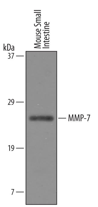 Western blot shows lysates of mouse small intestine tissue. PVDF Membrane was probed with 1 µg/mL of Goat Anti-Mouse MMP‑7 Antigen Affinity-purified Polyclonal Antibody (Catalog # AF2967) followed by HRP-conjugated Anti-Goat IgG Secondary Antibody (Catalog # HAF019). A specific band was detected for MMP‑7 at approximately 28 kDa (as indicated). This experiment was conducted under reducing conditions and using Immunoblot Buffer Group 8.
