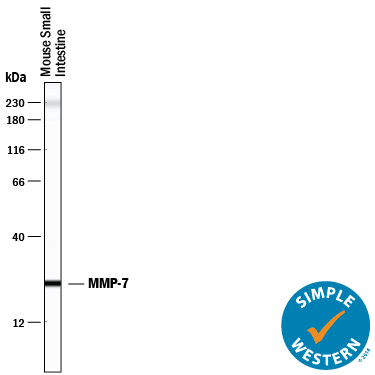 Simple Western lane view shows lysates of mouse small intestine tissue, loaded at 0.2 mg/mL. A specific band was detected for MMP‑7 at approximately 25 kDa (as indicated) using 50 µg/mL of Goat Anti-Mouse MMP‑7 Antigen Affinity-purified Polyclonal Antibody (Catalog # AF2967) followed by 1:50 dilution of HRP-conjugated Anti-Goat IgG Secondary Antibody (Catalog # HAF109). This experiment was conducted under reducing conditions and using the12-230 kDa separation system. Non-specific interaction with the 230 kDa Simple Western standard may be seen with this antibody.