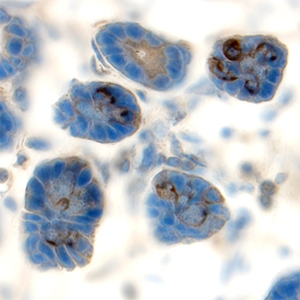 MMP‑7 was detected in perfusion fixed frozen sections of mouse small intestine using Goat Anti-Mouse MMP‑7 Antigen Affinity-purified Polyclonal Antibody (Catalog # AF2967) at 15 µg/mL overnight at 4 °C. Tissue was stained using the Anti-Goat HRP-DAB Cell & Tissue Staining Kit (brown; Catalog # CTS008) and counterstained with hematoxylin (blue). Specific labeling was localized to the cytoplasm of cells in intestinal glands. View our protocol for Chromogenic IHC Staining of Frozen Tissue Sections.