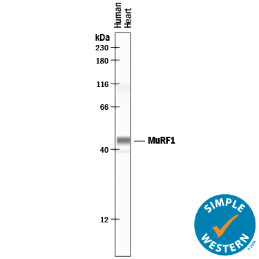 Simple Western lane view shows lysates of human heart tissue, loaded at 0.2 mg/mL. A specific band was detected for MuRF1/TRIM63 at approximately 46 kDa (as indicated) using 10 µg/mL of Goat Anti-Human/Mouse/Rat MuRF1/TRIM63 Antigen Affinity-purified Polyclonal Antibody (Catalog # AF5366) followed by 1:50 dilution of HRP-conjugated Anti-Goat IgG Secondary Antibody (Catalog # HAF109). This experiment was conducted under reducing conditions and using the12-230 kDa separation system.