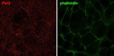 Immunocytochemistry/Immunofluorescence: PARD3/Par3 Antibody [NBP1-88861] - Staining  PARD3 in mouse trophoblast stem cells. Verified customer review from 1DegreeBio.