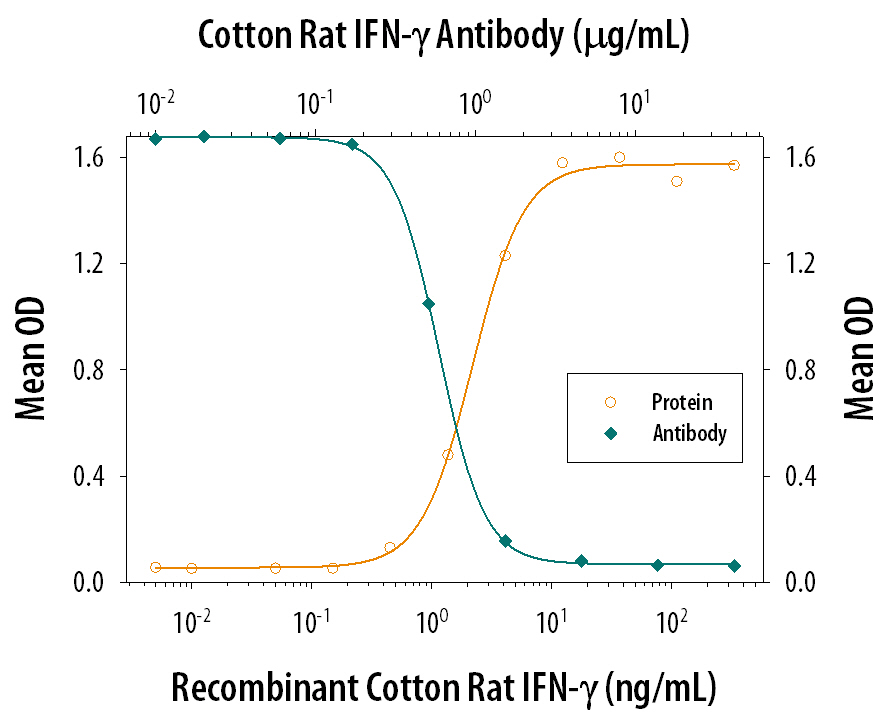 Recombinant Cotton Rat IFN‑ gamma  (Catalog # 565-RG) reduces the Vesticular Stomatitis Virus (VSV)-induced cytopathy in the LCRT cotton rat fibrosarcoma cell line in a dose-dependent manner (orange line), as measured by crystal violet staining. Inhibition of VSV activity elicited by Recombinant Cotton Rat IFN‑ gamma  (20 ng/mL) is neutralized (green line) by increasing concentrations of Goat Anti-Cotton Rat IFN‑ gamma  Antigen Affinity-purified Polyclonal Antibody (Catalog # AF565). The ND50 is typically 0.3-1.2 µg/mL.