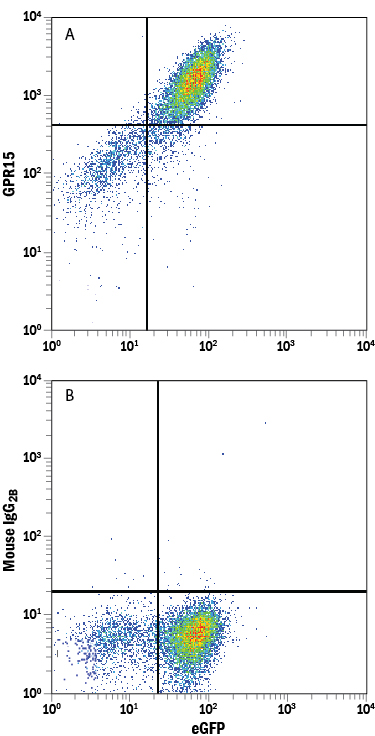 HEK293 human embryonic kidney cell line transfected with human GRP15 and eGFP was stained with and either (A) Mouse Anti-Human GPR15 Monoclonal Antibody (Catalog # MAB3654) or (B) Mouse IgG2B Flow Cytometry Isotype Control (Catalog # MAB0041) followed by Allophycocyanin-conjugated Anti-Mouse IgG Secondary Antibody (Catalog # F0101B).