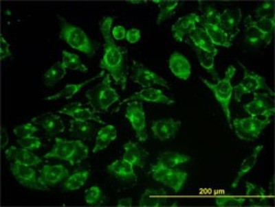 Immunocytochemistry/Immunofluorescence: ACBD3 Antibody (2G2) [H00064746-M01] - Analysis of monoclonal antibody to ACBD3 on HeLa cell. Antibody concentration 10 ug/ml.