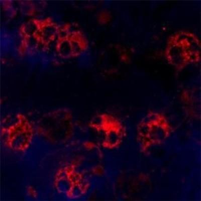 Immunocytochemistry/Immunofluorescence: CACNA1I Antibody [NBP1-30674] - Staining of a cytospin preparation of peripheral blood mononuclear cells (PBMC) isolated from buffycoat. Cells were left to air dry and then fixed with cold acetone (90 seconds) and blocked with PBS containing 1% FCS and 0.1% saponin (blocking buffer) for 20 minutes. Cells were then washed twice in PBS and incubated with Mouse monoclonal to human Cathelicidin (CAP-18, antibacterial protein LL-37, CAMP, CRAMP, FALL39): OSX12 clone at a concentration of 10 ug/ml. The antibody selectively recognizes polymorphonuclar cells.