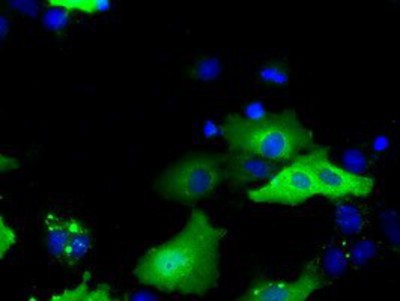 Immunocytochemistry/Immunofluorescence: SH3PX1 Antibody (1B5) [NBP2-02609] - Staining of COS7 cells transiently transfected by pCMV6-ENTRY SH3PX1.