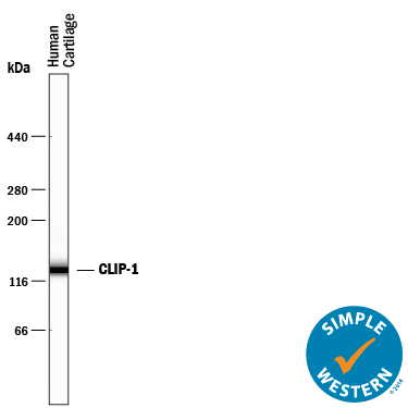 Simple Western lane view shows lysates of human cartilage tissue, loaded at 0.2 mg/mL. A specific band was detected for CILP‑1 at approximately 133 kDa (as indicated) using 10 µg/mL of Goat Anti-Human CILP‑1 N-Terminal Fragment Antigen Affinity-purified Polyclonal Antibody (Catalog # AF5504) followed by 1:50 dilution of HRP-conjugated Anti-Goat IgG Secondary Antibody (Catalog # HAF109). This experiment was conducted under reducing conditions and using the66-440 kDa separation system. 
