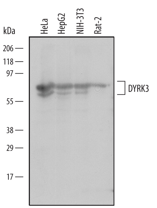 Western blot shows lysates of HeLa human cervical epithelial carcinoma cell line, HepG2 human hepatocellular carcinoma cell line, NIH‑3T3 mouse embryonic fibroblast cell line, and Rat‑2 rat embryonic fibroblast cell line. PVDF Membrane was probed with 2 µg/mL of Mouse Anti-Human/Mouse/Rat DYRK3 Monoclonal Antibody (Catalog # MAB5409) followed by HRP-conjugated Anti-Mouse IgG Secondary Antibody (Catalog # HAF007). Specific bands were detected for DYRK3 at approximately 70 kDa and 72 kDa (as indicated). This experiment was conducted under reducing conditions and using Immunoblot Buffer Group 1.