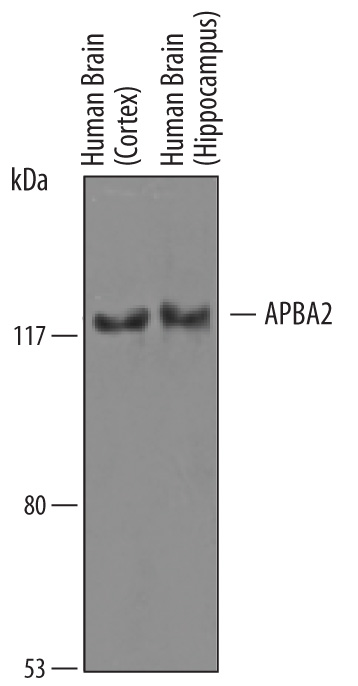 Western blot shows lysates of human brain (cortex) tissue and human brain (hippocampus) tissue. PVDF membrane was probed with 1 µg/mL of Sheep Anti-Human APBA2 Antigen Affinity-purified Polyclonal Antibody (Catalog # AF6327) followed by HRP-conjugated Anti-Sheep IgG Secondary Antibody (Catalog # HAF016). A specific band was detected for APBA2 at approximately 120 kDa (as indicated). This experiment was conducted under reducing conditions and using Immunoblot Buffer Group 1.