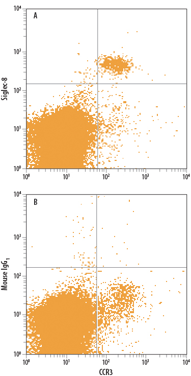 Human peripheral blood granulocytes were stained with Rat Anti-Human CCR3 PE-conjugated Monoclonal Antibody (Catalog # FAB155P) and either (A) Mouse Anti-Human Siglec-8 Monoclonal Antibody (Catalog # MAB7975) or (B) Mouse IgG1 Isotype Control (Catalog # MAB002) followed by Allophycocyanin-conjugated Anti-Mouse IgG Secondary Antibody (Catalog # F0101B).