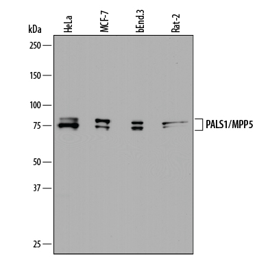 Western blot shows lysates of HeLa human cervical epithelial carcinoma cell line, MCF‑7 human breast cancer cell line, bEnd.3 mouse endothelioma cell line, and Rat‑2 rat embryonic fibroblast cell line. PVDF membrane was probed with 0.5 µg/mL of Sheep Anti-Human/Mouse/Rat PALS1/MPP5 Antigen Affinity-purified Polyclonal Antibody (Catalog # AF7979) followed by HRP-conjugated Anti-Sheep IgG Secondary Antibody (Catalog # HAF016). Specific bands were detected for PALS1/MPP5 at approximately 75-80 kDa (as indicated). This experiment was conducted under reducing conditions and using Immunoblot Buffer Group 1.