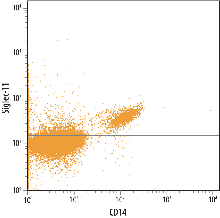 Human peripheral blood monocytes (PBMC) were labeled with Goat Anti-Human Siglec‑11 Antigen Affinity-purified Polyclonal Antibody (Catalog # AF3258) followed by Phycoerythrin-conjugated Anti-Goat IgG Secondary Antibody (Catalog # F0107) and Human CD14 APC-conjugated Monoclonal Antibody (Catalog # FAB3832A). Quadrant markers were set based on control antibody staining (Catalog # AB-108-C).