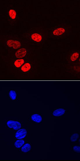 Osterix/Sp7 was detected in immersion fixed Saos‑2 human osteosarcoma cell line using Mouse Anti-Human Osterix/Sp7 Monoclonal Antibody (Catalog # MAB7547) at 10 µg/mL for 3 hours at room temperature. Cells were stained using the NorthernLights™ 557-conjugated Anti-Mouse IgG Secondary Antibody (red, upper panel; Catalog # NL007) and counterstained with DAPI (blue, lower panel). Specific staining was localized to nuclei. View our protocol for Fluorescent ICC Staining of Cells on Coverslips.