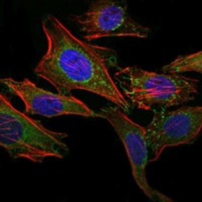Immunocytochemistry/Immunofluorescence: ABCG2/CD338 Antibody (1H2) [NBP2-22201] - Analysis of Hela cells using ABCG2 mouse mAb (green). Blue: DRAQ5 fluorescent DNA dye. Red: Actin filaments have been labeled with Alexa Fluor-555 phalloidin.