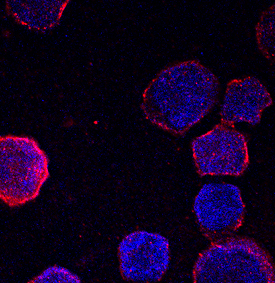 Hemoglobin zeta was detected in immersion fixed K562 human chronic myelogenous leukemia cell line using Mouse Anti-Human Hemoglobin zeta Monoclonal Antibody (Catalog # MAB7708) at 10 µg/mL for 3 hours at room temperature. Cells were stained using the NorthernLights™ 557-conjugated Anti-Mouse IgG Secondary Antibody (red; Catalog # NL007) and counterstained with DAPI (blue). Specific staining was localized to cytoplasm. View our protocol for Fluorescent ICC Staining of Non-adherent Cells.