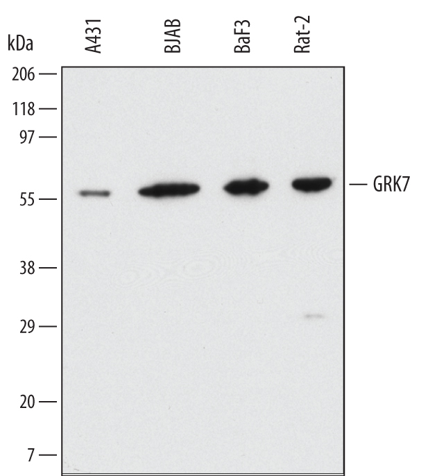 Western blot shows lysates of A431 human epithelial carcinoma cell line, BJAB human Burkitt's lymphoma cell line, BaF3 mouse pro-B cell line, and Rat‑2 rat embryonic fibroblast cell line. PVDF membrane was probed with 1 µg/mL of Mouse Anti-Human/Mouse/Rat GRK7 Monoclonal Antibody (Catalog # MAB4700) followed by HRP-conjugated Anti-Mouse IgG Secondary Antibody (Catalog # HAF007). A specific band was detected for GRK7 at approximately 62 kDa (as indicated). This experiment was conducted under reducing conditions and using Immunoblot Buffer Group 1.
