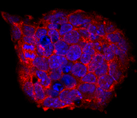 Cripto  was detected in immersion fixed D3 mouse embryonic stem cell line using Rat  Anti-Mouse Cripto Monoclonal Antibody (Catalog # MAB1538) at  10 µg/mL for 3 hours at room temperature. Cells were  stained using the NorthernLights™ 557-conjugated Anti-Rat IgG  Secondary Antibody (red; Catalog # NL013)  and counterstained with DAPI (blue). Specific staining was localized to  cytoplasm and cell secretion. View our protocol for Fluorescent  ICC Staining of Stem Cells on Coverslips.