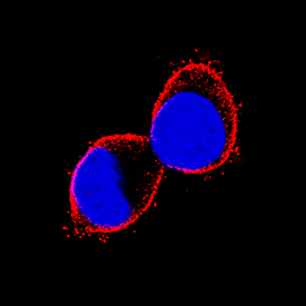 Prominin 2  was detected in immersion fixed HepG2 human hepatocellular carcinoma cell  line using Mouse Anti-Human Prominin 2 Monoclonal Antibody (Catalog  # MAB2024) at 3 µg/mL for 3 hours at room temperature.  Cells were stained using the NorthernLights™ 557-conjugated  Anti-Mouse IgG Secondary Antibody (red; Catalog # NL007)  and counterstained with DAPI (blue). Specific staining was localized to cell  surfaces. View our protocol for Fluorescent  ICC Staining of Cells on Coverslips.