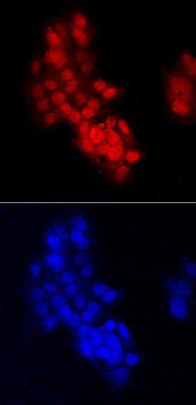 CHD7 was detected in immersion fixed HepG2 human hepatocellular carcinoma cell line using Sheep Anti-Human CHD7 Antigen Affinity-purified Polyclonal Antibody (Catalog # AF7350) at 10 µg/mL for 3 hours at room temperature. Cells were stained using the NorthernLights™ 557-conjugated Anti-Sheep IgG Secondary Antibody (red, upper panel; Catalog # NL010) and counterstained with DAPI (blue, lower panel). Specific staining was localized to nuclei. View our protocol for Fluorescent ICC Staining of Cells on Coverslips.