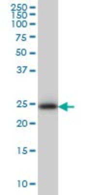 Western Blot: C21orf33 Antibody (1F5) [H00008209-M01] - C21orf33 monoclonal antibody (M01), clone 1F5 Analysis of C21orf33 expression in HeLa.