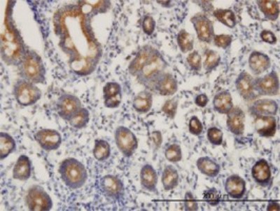 Immunohistochemistry-Paraffin: C21orf33 Antibody (1F5) [H00008209-M01] - Analysis of monoclonal antibody to C21orf33 on formalin-fixed paraffin-embedded human small Intestine. Antibody concentration 3 ug/ml.