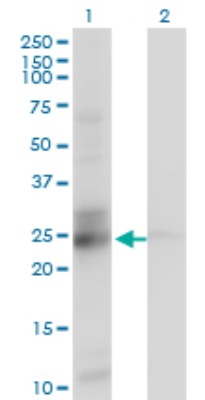 Western Blot: C21orf33 Antibody (1F5) [H00008209-M01] - Analysis of C21orf33 expression in transfected 293T cell line by C21orf33 monoclonal antibody (M01), clone 1F5.Lane 1: C21orf33 transfected lysate(28.1 KDa).Lane 2: Non-transfected lysate.