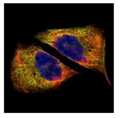 Immunocytochemistry/Immunofluorescence: Tubulin Beta 4 Antibody [NBP1-32205] - Paraformaldehyde-fixed U2OS, using beta Tubulin 4 antibody (Green) at 1:500 dilution. Alpha-tubulin filaments were labeled with an alpha Tubulin antibody (Red) at 1:2000.