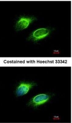 Immunocytochemistry/Immunofluorescence: PAPSS1 Antibody [NBP1-33470] - Analysis of methanol-fixed HeLa, using antibody at 1:200 dilution.