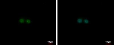 Immunocytochemistry/Immunofluorescence: Nuclear Factor Erythroid Derived 2 Antibody [NBP1-31540] - HepG2 cells were fixed in 4% paraformaldehyde at RT for 15 min. Green: NF-E2 protein stained by NF-E2 antibody [N1C3] diluted at 1:500. Blue: Hoechst 33342 staining. Scale bar = 10 um.