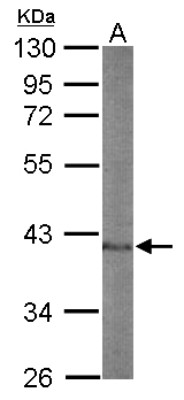 Western Blot: Nuclear Factor Erythroid Derived 2 Antibody [NBP1-31540] - Sample (50 ug of whole cell lysate) A: mouse spleen 10% SDS PAGE; antibody diluted at 1:1000.