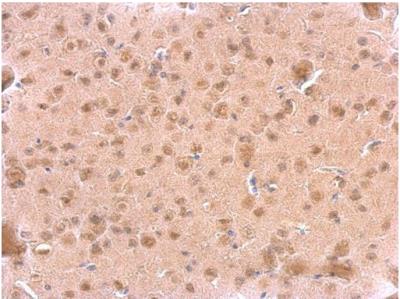 Immunocytochemistry/Immunofluorescence: ARF3 Antibody [NBP1-31004] - Sample: Paraffin-embedded mouse fore brain.  ARF3 antibody dilution: 1:500.