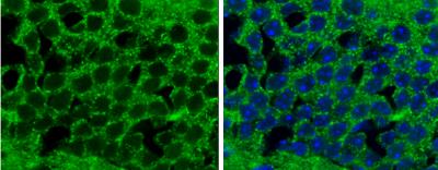 Immunohistochemistry-Frozen: Proapoptotic Caspase Adaptor Protein Antibody [NBP1-31619] - Frozen section of mouse brain.  PACAP antibody [N1C3]  diluted at 1:500.
