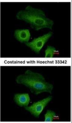 Immunocytochemistry/Immunofluorescence: OLFM-L3 Antibody [NBP2-15055] - Analysis of methanol-fixed A549, using Olfactomedin-like 3 antibody at 1:500 dilution.