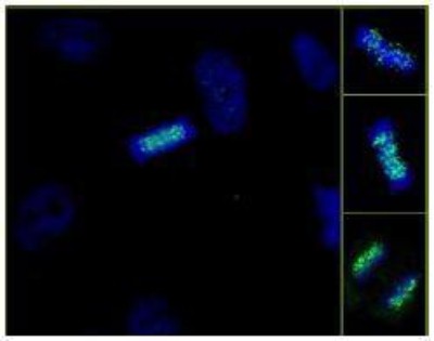 Immunocytochemistry/Immunofluorescence: ZWINT Antibody [NB100-2364] - NBF-fixed asynchronous HeLa cells. Affinity purified rabbit anti-ZWINT-1 used at a dilution of 1:250. Detection: Anti-rabbit IgG-FITC  conjugated used at a dilution of 1:100.