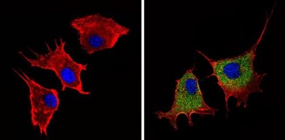 Immunocytochemistry/Immunofluorescence: Plasminogen Antibody [NB300-544] - Analysis of Angiostatin (green) showing staining in the cytoplasm of NIH-3T3 cells (right) compared to a negative control without primary antibody (left).