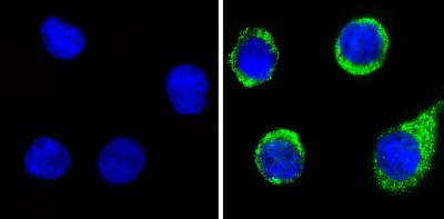Immunocytochemistry/Immunofluorescence: Plasminogen Antibody [NB300-544] - Analysis of Angiostatin (green) showing staining in the cytoplasm of K562 cells (right) compared to a negative control without primary antibody (left).