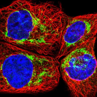 Immunocytochemistry/Immunofluorescence: FAM92A1 Antibody [NBP1-93794] - Immunofluorescent staining of human cell line A-431 shows localization to mitochondria.