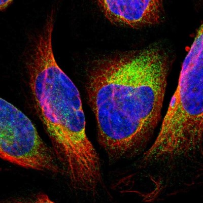 Immunocytochemistry/Immunofluorescence: GPANK1/BAT4 Antibody [NBP1-90165] - Immunofluorescent staining of human cell line U-2 OS shows localization to endoplasmic reticulum.
