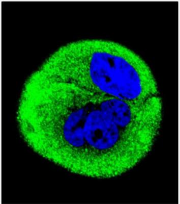 Immunocytochemistry/Immunofluorescence: MTCO1 Antibody [NBP2-29949] - Confocal immunofluorescent analysis of COXI Antibody (Center)(NBP2-29949) with MCF-7 cell followed by Alexa Fluor 488-conjugated goat anti-rabbit lgG (green). DAPI was used to stain the cell nuclear (blue).