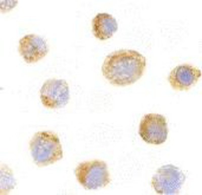 Immunocytochemistry/Immunofluorescence: IL-27 Antibody [NBP1-76698] - EL4 with IL-27 antibody at 10 ug/ml.